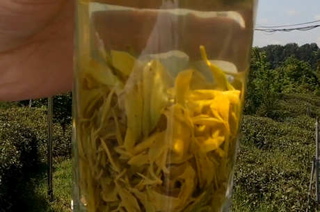 十大名茶有哪些？