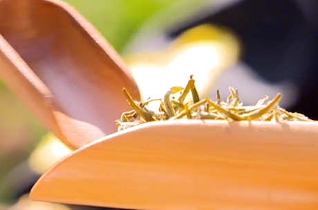 代表黄茶的名茶有哪些？
