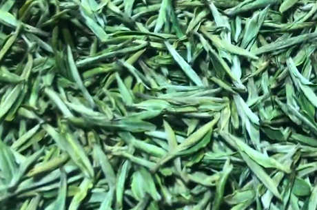 什么是著名的绿茶？