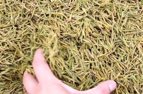 茶有多少种？