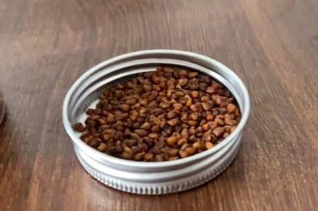 禁忌黑苦荞茶