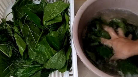 经常喝桑叶茶有什么好处？