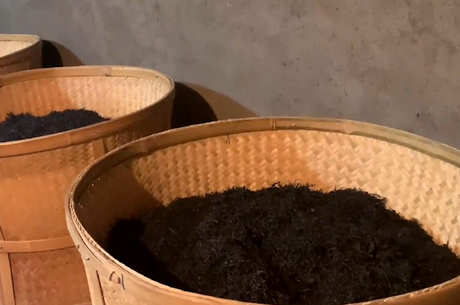 什么样的茶是菜茶？