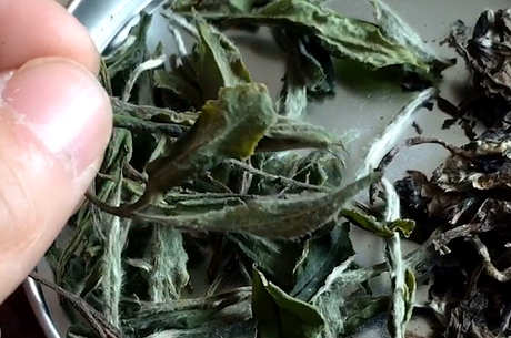 什么茶是白茶？有哪些品种？