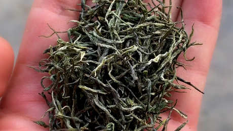 信阳毛尖是绿茶还是什么茶