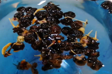 黑枸杞泡茶的最佳温度是多少？