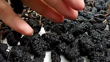 桑椹干泡水喝的正确方法