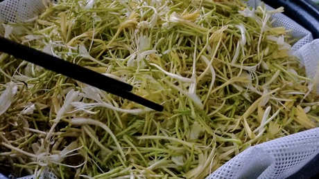 喝金银花茶有什么好处和坏处？