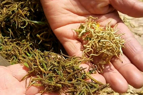 喝金银花茶有什么好处和坏处？