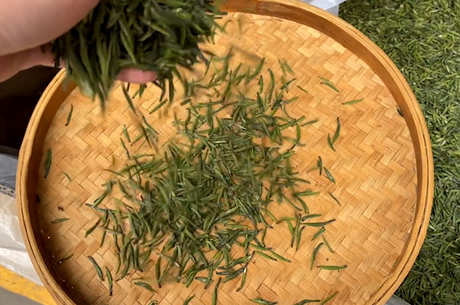 雀舌茶的功效和禁忌