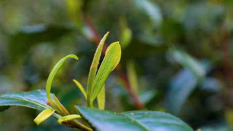中国十大名茶有哪十种？