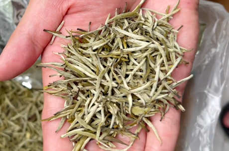 菊花和茶可以一起泡吗？