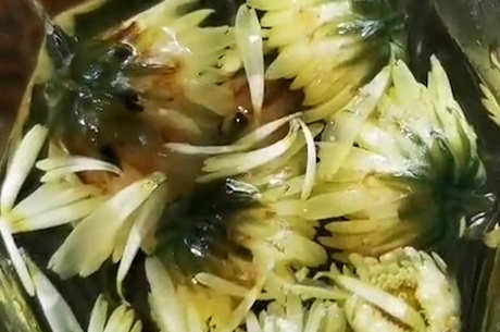 禁忌饮用胎菊泡水