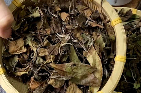 喝白茶有什么好处和坏处？