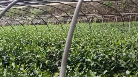 茶树品种