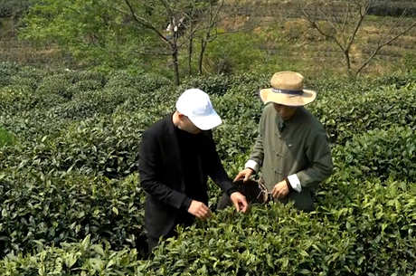茶树品种