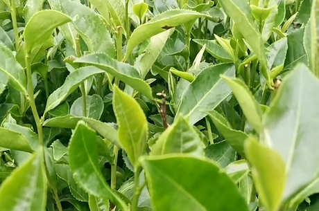 茶树品种