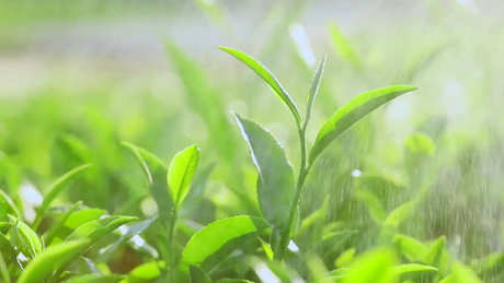 茶是酸性还是碱性？