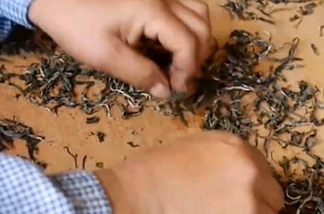 白茶的生产工艺和方法