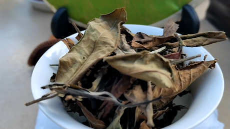 云南白茶属于什么茶？