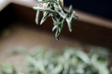 福鼎白茶的特点