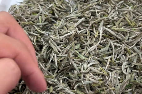 喝白茶有什么好处？