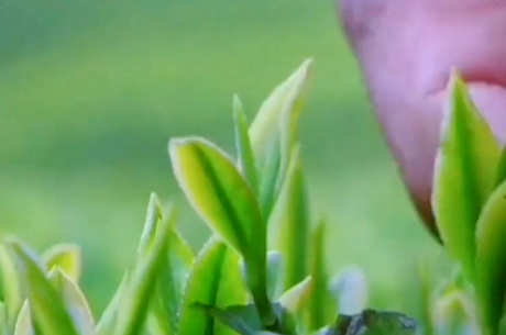 新茶是什么意思？