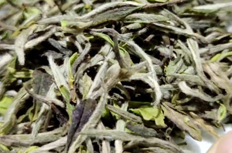 四级白茶