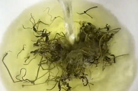 绞股蓝茶有什么作用？