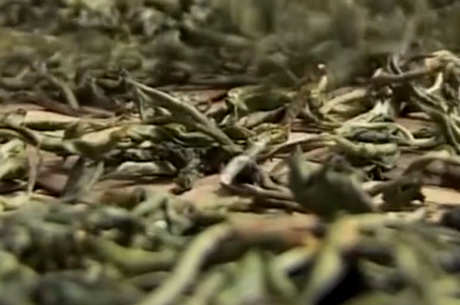 喝隔夜茶有什么好处和坏处？