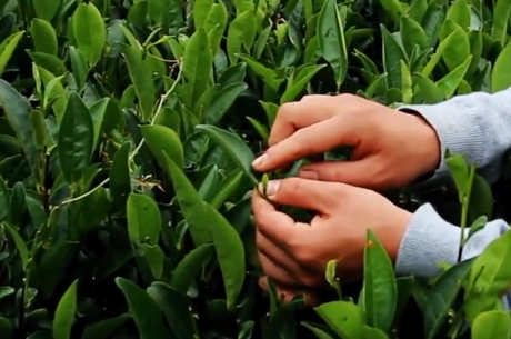 单丛茶是绿茶吗？
