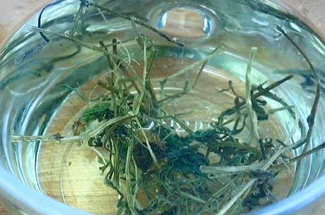 绞股蓝是什么茶？