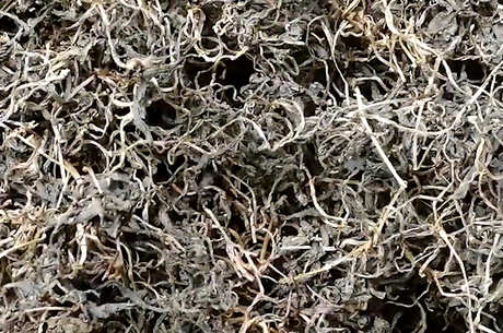 绞股蓝茶的制作方法