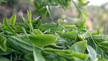 怎么养茶宠
