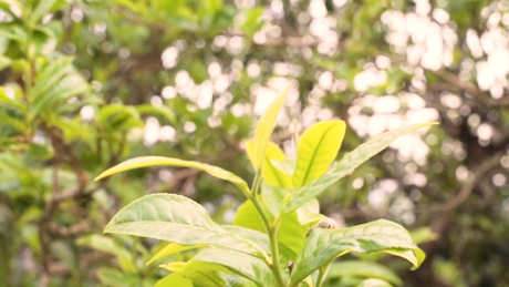 普洱茶冰岛是什么意思？