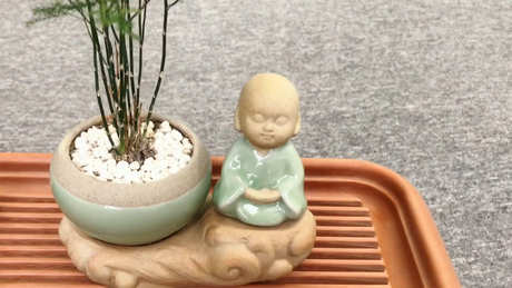 茶宠会死吗？
