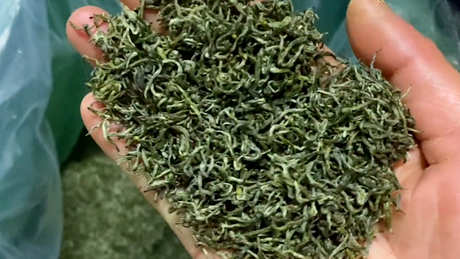 云茶是绿茶吗？