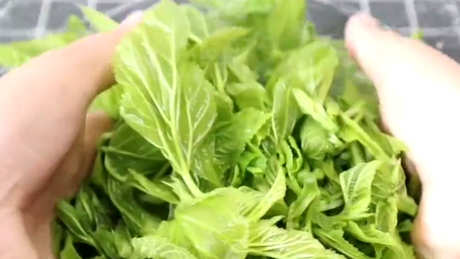 桑叶茶属于什么茶？