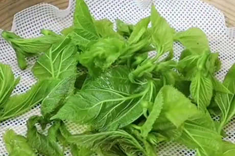桑叶茶的用途