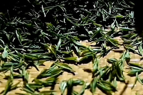 高山茶有哪些品种？