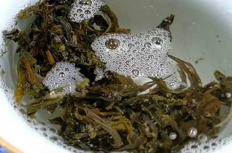 冰岛属于哪个茶区？