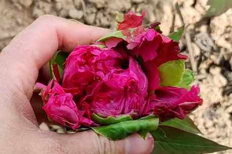 牡丹花茶为什么苦？