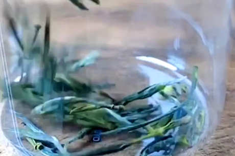 如何泡东白春芽？