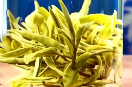 如何泡东白春芽？