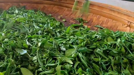 有机茶和无机茶的区别