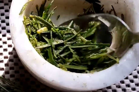 禁忌迷迭香茶