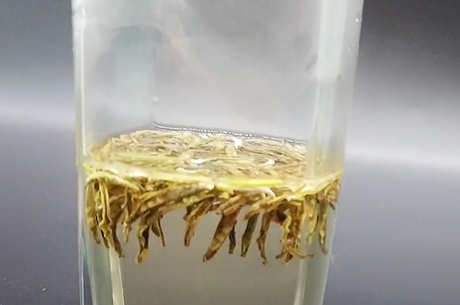 什么茶是太白顶芽？