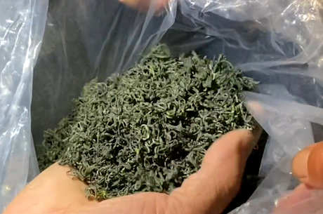 乌龙茶和高山茶的区别