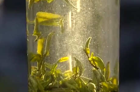 什么季节喝普陀佛茶？