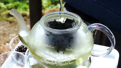 苦丁茶作用